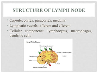 STRUCTURE OF LYMPH NODE
• Capsule, cortex, paracortex, medulla
• Lymphatic vessels: afferent and efferent
• Cellular components: lymphocytes, macrophages,
dendritic cells
 
