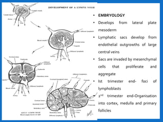 Lymphatic Sac Development Histology and pathology of lymph nodes | PPTX