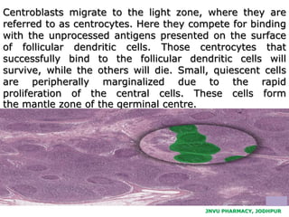 LYMPH NODES | PPTX