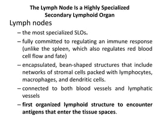 The Lymph Node Is a Highly Specialized
Secondary Lymphoid Organ
Lymph nodes
– the most specialized SLOs.
– fully committed to regulating an immune response
(unlike the spleen, which also regulates red blood
cell flow and fate)
– encapsulated, bean-shaped structures that include
networks of stromal cells packed with lymphocytes,
macrophages, and dendritic cells.
– connected to both blood vessels and lymphatic
vessels
– first organized lymphoid structure to encounter
antigens that enter the tissue spaces.
 