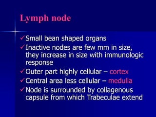 lymph nodes.ppt
