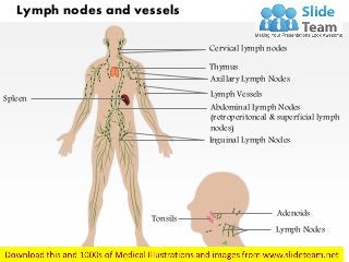 Lymph nodes and vessels
Cervical lymph nodes
Thymus
Axillary Lymph Nodes
Lymph VesselsSpleen
Abdominal Lymph Nodes
(retroperitoneal & superficial lymph
nodes)
Inguinal Lymph Nodes
Lymph nodes of the throat and neck
Adenoids
Tonsils
Lymph Nodes
 