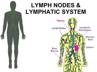 LYMPH NODES & LYMPHATIC SYSTEM 