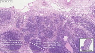 Lymph Node - A Histologcal Overview | PPTX