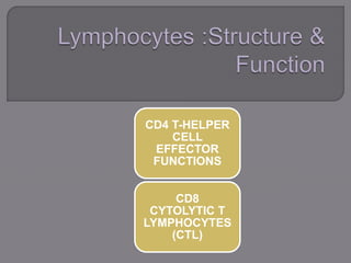CD4 T-HELPER
CELL
EFFECTOR
FUNCTIONS
CD8
CYTOLYTIC T
LYMPHOCYTES
(CTL)
 