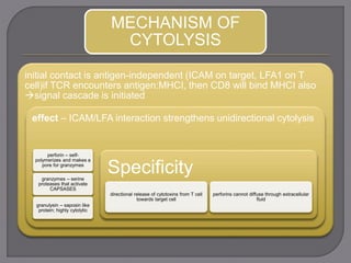 MECHANISM OF
CYTOLYSIS
initial contact is antigen-independent (ICAM on target, LFA1 on T
cell)if TCR encounters antigen:MHCI, then CD8 will bind MHCI also
signal cascade is initiated
effect – ICAM/LFA interaction strengthens unidirectional cytolysis
perforin – self-
polymerizes and makes a
pore for granzymes
granzymes – serine
proteases that activate
CAPSASES
granulysin – saposin like
protein; highly cytolytic
Specificity
directional release of cytotoxins from T cell
towards target cell
perforins cannot diffuse through extracellular
fluid
 