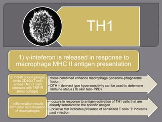 TH1
1) γ-inteferon is released in response to
macrophage MHC II antigen presentation
• these combined enhance macrophage lysosome-phagosome
fusion
• DTH – delayed type hypersensitivity can be used to determine
immune status (Tb skin test- PPD)
2) CD40 (macrophage)
binds CD40L(T cell)
and/or TNF (T cell)
interacts with TNF-R
(macrophage)
• - occurs in response to antigen-activation of TH1 cells that are
already sensitized to the specific antigen
• - positive test indicates presence of sensitized T cells  indicates
past infection
- inflammation results
from local accumulation
of macrophages
 