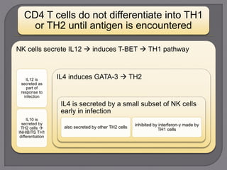 CD4 T cells do not differentiate into TH1
or TH2 until antigen is encountered
NK cells secrete IL12  induces T-BET  TH1 pathway
IL12 is
secreted as
part of
response to
infection
IL10 is
secreted by
TH2 cells 
INHIBITS TH1
differentiation
IL4 induces GATA-3  TH2
IL4 is secreted by a small subset of NK cells
early in infection
also secreted by other TH2 cells
inhibited by interferon-γ made by
TH1 cells
 