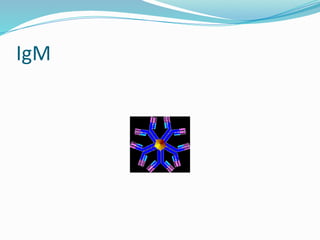 IgM
 
