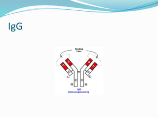 IgG
 