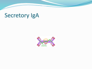 Secretory IgA
 