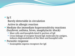  Ig E
Barely detectable in circulation
Active in allergic reaction
 Mediate the immediate hypersensitivity reactions
(hayfever, asthma, hives, anaphylactic shock)
 Mast cells and basophils bind fc portion of IgE
 Cross-linkage of receptor bound IgE molecules by antigen,
induces degranulaltion of the Mast and basophil cells
 Parasitic response
 Eosinophils express receptors for IgE
 