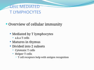 CELL MEDIATED
T LYMPHOCYTES
 Overview of cellular immunity
 Mediated by T lymphocytes
 a.k.a T cells
 Matures in thymus
 Divided into 2 subsets
 Cytotoxic T cells
 Helper T cells
 T cell receptors help with antigen recognition
 