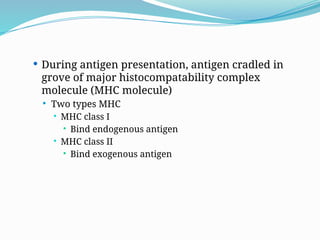  During antigen presentation, antigen cradled in
grove of major histocompatability complex
molecule (MHC molecule)
 Two types MHC
 MHC class I
 Bind endogenous antigen
 MHC class II
 Bind exogenous antigen
 