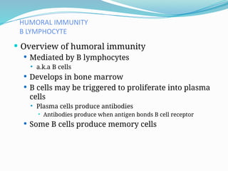 HUMORAL IMMUNITY
B LYMPHOCYTE
 Overview of humoral immunity
 Mediated by B lymphocytes
 a.k.a B cells
 Develops in bone marrow
 B cells may be triggered to proliferate into plasma
cells
 Plasma cells produce antibodies
 Antibodies produce when antigen bonds B cell receptor
 Some B cells produce memory cells
 