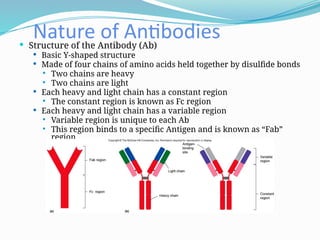 Nature of Antibodies
 Structure of the Antibody (Ab)
 Basic Y-shaped structure
 Made of four chains of amino acids held together by disulfide bonds
 Two chains are heavy
 Two chains are light
 Each heavy and light chain has a constant region
 The constant region is known as Fc region
 Each heavy and light chain has a variable region
 Variable region is unique to each Ab
 This region binds to a specific Antigen and is known as “Fab”
region
 