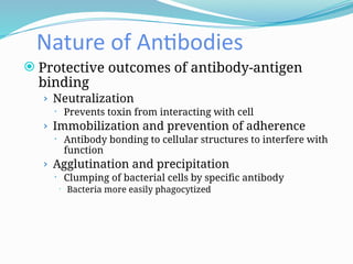 Nature of Antibodies
 Protective outcomes of antibody-antigen
binding
› Neutralization
 Prevents toxin from interacting with cell
› Immobilization and prevention of adherence
 Antibody bonding to cellular structures to interfere with
function
› Agglutination and precipitation
 Clumping of bacterial cells by specific antibody
 Bacteria more easily phagocytized
 