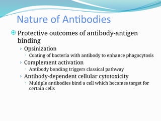 Nature of Antibodies
 Protective outcomes of antibody-antigen
binding
› Opsinization
 Coating of bacteria with antibody to enhance phagocytosis
› Complement activation
 Antibody bonding triggers classical pathway
› Antibody-dependent cellular cytotoxicity
 Multiple antibodies bind a cell which becomes target for
certain cells
 