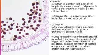 Perforine Comprehensive Overview of Lymphocytes and Their Role in Immunity | PPTX