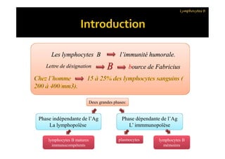 LesLes lymphocytes B l’immunité humorale.lymphocytes B l’immunité humorale.LesLes lymphocytes B l’immunité humorale.lymphocytes B l’immunité humorale.
Lettre de désignationLettre de désignation bource de Fabriciusbource de Fabricius
Lymphocytes B
Deux grandes phases:Deux grandes phases:
Phase indépendante de l’Ag
La lymphopoïèse
Phase indépendante de l’Ag
La lymphopoïèse
Phase dépendante de l’Ag
L’ immmunopoïèse
Phase dépendante de l’Ag
L’ immmunopoïèse
lymphocytes B matures
immunocompétents
lymphocytes B matures
immunocompétents
plasmocytesplasmocytes lymphocytes B
mémoires
lymphocytes B
mémoires
 