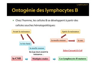  Chez l’homme, les cellules B se développent à partir des
cellules souches hématopoïétiques:
Lymphocytes B
Avant la naissanceAvant la naissance Après la naissanceAprès la naissance
le foie fœtalle foie fœtal
la moelle osseusela moelle osseuse
la moelle osseusela moelle osseuse la ratela rate
Selon Carssetti Et Coll
la CSHla CSH Multiples stadesMultiples stades Les lymphocytes B maturesLes lymphocytes B matures
60 à 90 Jours avant la
naissance…
 