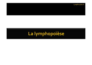 Lymphocytes B
 