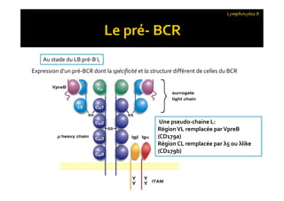 Lymphocytes B
Expression d’un pré-BCR dont la spécificité et la structure diffèrent de celles du BCR
Au stade du LB pré-B I,
Une pseudo-chaine L:
RégionVL remplacée par VpreB
(CD179a)
Région CL remplacée par λ5 ou λlike
(CD179b)
 