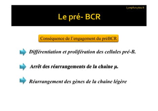 Conséquence de l’engagement du préBCR
Différentiation et prolifération des cellules pré-B.
Lymphocytes B
Différentiation et prolifération des cellules pré-B.
Arrêt des réarrangements de la chaine μ.
Réarrangement des gènes de la chaine légère
 