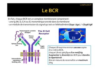 Lymphocytes B
En fait, chaque BCR est un complexe membranaire comprenant:
- une Ig (M, D, G A ou E) monomérique ancrée dans la membrane
- un module de transmission du signal qui est un hétérodimère CD79α (Igα) / CD79β (Igβ
Chaque LB exprime environ 100 000 copies
d’un même BCR,
chaque LB est spécifique d’un motif Ag
Augmenter la diversité des BCR pour étendre
le répertoire B:
être en mesure de reconnaître un maximum
d’Ag
 