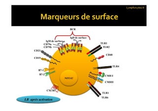Lymphocytes B
CD19
CD21
CD40
CD79b
CD79a
IgM de surface
IgD de surface
BCR
TLR1
TLR2
NOYAU
B7-1
B7-2
CXCR5
CMH I
CMHII
CD19
CD40
LB au reposLB après activation
TLR4
TLR6
TLR1
 