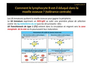 Les LB immatures quittent la moelle osseuse pour gagner la périphérie.
Le LB immature exprimant un BCR-IgM va subir une première phase de sélection
contre les Ag médullaires du soi puis les LB survivants –dits:
LB Transitionnels de type 1 (T1) entrent dans la circulation et migrent vers la zone
marginale de la rate où ils poursuivent leur maturation.
Lymphocytes B
 
