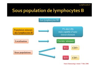 Population mineure
des lymphocytes B
5% des LBs
mais capable d’auto
renouvelement
Les lymphocytes B1
Lymphocytes B
LocalisationLocalisation
Sous populationsSous populations
5% des LBs
mais capable d’auto
renouvelement
Cavités séreusesCavités séreuses
B1aB1a
B1bB1b
CD5+CD5+
CD5 -CD5 -
Nature Immunology/ volume 7/ Mars 2006
 
