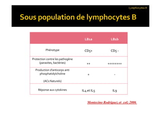 LB1a LB1b
Phénotype CD5+ CD5 -
Protection contre les pathogène
(parasites, bactéries)
Lymphocytes B
Protection contre les pathogène
(parasites, bactéries) ++ ++++++++
Production d’anticorps anti
phosphatidylcholine
(ACs Naturels)
+ -
Réponse aux cytokines IL4 et IL5 IL9
Montecino Rodriguez et col; 2006
 