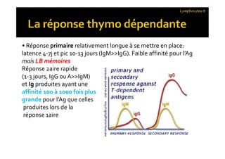 • Réponse primaire relativement longue à se mettre en place:
latence 4-7j et pic 10-13 jours (IgM>>IgG). Faible affinité pour l’Ag
mais LB mémoires
Réponse 2aire rapide
(1-3 jours, IgG ouA>>IgM)
et Ig produites ayant une
affinité 100 à 1000 fois plus
grande pour l’Ag que celles
produites lors de la
réponse 1aire
Lymphocytes B
• Réponse primaire relativement longue à se mettre en place:
latence 4-7j et pic 10-13 jours (IgM>>IgG). Faible affinité pour l’Ag
mais LB mémoires
Réponse 2aire rapide
(1-3 jours, IgG ouA>>IgM)
et Ig produites ayant une
affinité 100 à 1000 fois plus
grande pour l’Ag que celles
produites lors de la
réponse 1aire
 