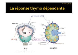 Lymphocytes B
 