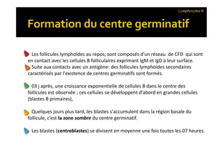 Les follicules lymphoïdes au repos, sont composés d'un réseau de CFD qui sont
en contact avec les cellules B folliculaires exprimant IgM et IgD à leur surface.
Suite aux contacts avec un antigène: des follicules lymphoïdes secondaires
caractérisés par l'existence de centres germinatifs sont formés.
03 j après, une croissance exponentielle de cellules B dans le centre des
follicules est observée ; ces cellules se développent d'abord en grandes cellules
(blastes B primaires),
Quelques jours plus tard, les blastes s'accumulent dans la région basale du
follicule, c’est la zone sombre du centre germinatif.
Les blastes (centroblastes) se divisent en moyenne une fois toutes les 07 heures.
Lymphocytes B
Les follicules lymphoïdes au repos, sont composés d'un réseau de CFD qui sont
en contact avec les cellules B folliculaires exprimant IgM et IgD à leur surface.
Suite aux contacts avec un antigène: des follicules lymphoïdes secondaires
caractérisés par l'existence de centres germinatifs sont formés.
03 j après, une croissance exponentielle de cellules B dans le centre des
follicules est observée ; ces cellules se développent d'abord en grandes cellules
(blastes B primaires),
Quelques jours plus tard, les blastes s'accumulent dans la région basale du
follicule, c’est la zone sombre du centre germinatif.
Les blastes (centroblastes) se divisent en moyenne une fois toutes les 07 heures.
 