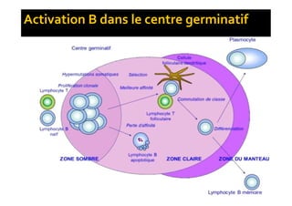 Activation B dans le centre germinatif
 