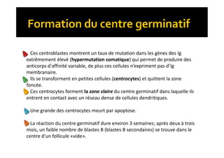 Ces centroblastes montrent un taux de mutation dans les gènes des Ig
extrêmement élevé (hypermutation somatique) qui permet de produire des
anticorps d'affinité variable, de plus ces cellules n’expriment pas d’Ig
membranaire.
Ils se transforment en petites cellules (centrocytes) et quittent la zone
foncée.
Ces centrocytes forment la zone claire du centre germinatif dans laquelle ils
entrent en contact avec un réseau dense de cellules dendritiques.
Une grande des centrocytes meurt par apoptose.
La réaction du centre germinatif dure environ 3 semaines; après deux à trois
mois, un faible nombre de blastes B (blastes B secondaires) se trouve dans le
centre d'un follicule «vide».
Ces centroblastes montrent un taux de mutation dans les gènes des Ig
extrêmement élevé (hypermutation somatique) qui permet de produire des
anticorps d'affinité variable, de plus ces cellules n’expriment pas d’Ig
membranaire.
Ils se transforment en petites cellules (centrocytes) et quittent la zone
foncée.
Ces centrocytes forment la zone claire du centre germinatif dans laquelle ils
entrent en contact avec un réseau dense de cellules dendritiques.
Une grande des centrocytes meurt par apoptose.
La réaction du centre germinatif dure environ 3 semaines; après deux à trois
mois, un faible nombre de blastes B (blastes B secondaires) se trouve dans le
centre d'un follicule «vide».
 