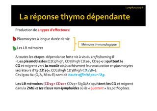 Production de 2 types d’effecteurs:
Plasmocytes à longue durée de vie
Les LB mémoires
A toutes les étapes: dépendance forte vis à vis du trafic/homing B
- Les plasmoblastes (CD27high,CD38highCD20-,CD19+/-) quittent le
CG et migrent vers la moelle où ils achèveront leur maturation en plasmocytes
sécréteurs d’Ig (CD19-,CD27highCD38high CD138+).
Ces Ig ou Ac (G,A, M ou E) sont de haute affinité pour l’Ag.
Les LB mémoires (CD19+ CD20+ CD27+ SIgG/A+) quittent les CG et migrent
dans la ZMG et les tissus non-lymphoïdes où ils « guettent » les pathogènes.
Mémoire Immunologique
Lymphocytes B
Production de 2 types d’effecteurs:
Plasmocytes à longue durée de vie
Les LB mémoires
A toutes les étapes: dépendance forte vis à vis du trafic/homing B
- Les plasmoblastes (CD27high,CD38highCD20-,CD19+/-) quittent le
CG et migrent vers la moelle où ils achèveront leur maturation en plasmocytes
sécréteurs d’Ig (CD19-,CD27highCD38high CD138+).
Ces Ig ou Ac (G,A, M ou E) sont de haute affinité pour l’Ag.
Les LB mémoires (CD19+ CD20+ CD27+ SIgG/A+) quittent les CG et migrent
dans la ZMG et les tissus non-lymphoïdes où ils « guettent » les pathogènes.
 