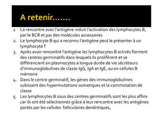 1. La rencontre avec l’antigène induit l’activation des lymphocytes B,
par le BCR et par des molécules accessoires
2. Le lymphocyte B qui a reconnu l’antigène peut le présenter à un
lymphocyteT
3. Après avoir rencontré l’antigène les lymphocytes B activés forment
des centres germinatifs dans lesquels ils prolifèrent et se
différencient en plasmocytes à longue durée de vie sécréteurs
d’immunoglobulines de classe IgG, IgA et IgE, ou en cellules B
mémoire
4. Dans le centre germinatif, les gènes des immunoglobulines
subissent des hypermutations somatiques et la commutation de
classe
5. Les lymphocytes B issus des centres germinatifs sont les plus affins
car ils ont été sélectionnés grâce à leur rencontre avec les antigènes
portés par les cellules folliculaires dendritiques,
1. La rencontre avec l’antigène induit l’activation des lymphocytes B,
par le BCR et par des molécules accessoires
2. Le lymphocyte B qui a reconnu l’antigène peut le présenter à un
lymphocyteT
3. Après avoir rencontré l’antigène les lymphocytes B activés forment
des centres germinatifs dans lesquels ils prolifèrent et se
différencient en plasmocytes à longue durée de vie sécréteurs
d’immunoglobulines de classe IgG, IgA et IgE, ou en cellules B
mémoire
4. Dans le centre germinatif, les gènes des immunoglobulines
subissent des hypermutations somatiques et la commutation de
classe
5. Les lymphocytes B issus des centres germinatifs sont les plus affins
car ils ont été sélectionnés grâce à leur rencontre avec les antigènes
portés par les cellules folliculaires dendritiques,
 