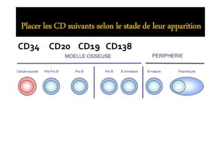 ‫ﺗﺠﺮﻳﺒﻲ‬ ‫اﻣﺘﺤﺎن‬
CD34 CD20 CD19 CD138
 