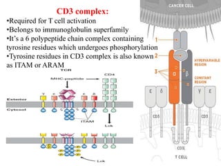 Lymphocytes development, Dr. Akshat Uniyal | PPT
