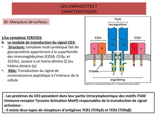 Lymphocytes t | PPT