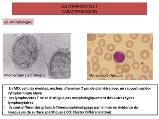 Lymphocytes t