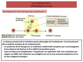 Lymphocytes t