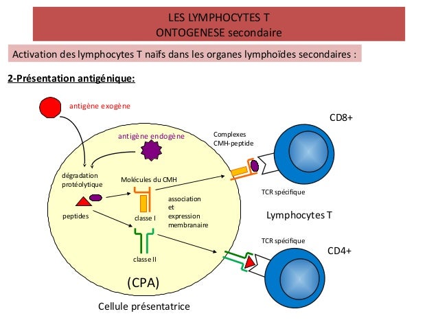 Lymphocytes t