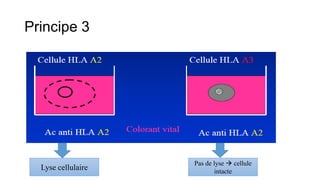 Principe 3
Lyse cellulaire
Pas de lyse  cellule
intacte
 