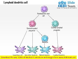 Hematopoietic stem
cell
Common lymphoid
progenitor
Common myeloid
progenitor
Monocyte
Lymphoid dendritic
cell
Myeloid dendritic
cell
Interstitial dendritic
cell
Langerhans cell
Lymphoid dendritic cell
 