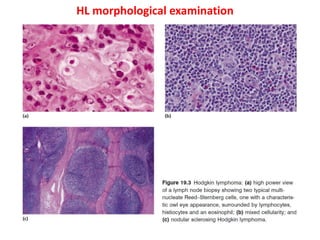 HL morphological examination
 
