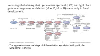 lymphoid neoplasms ppt.pptx